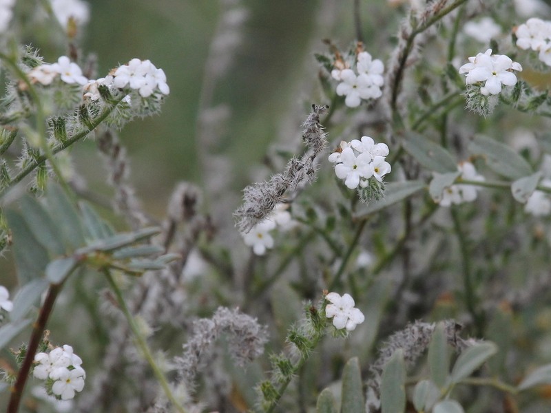 Clearwater Cryptantha photo 2