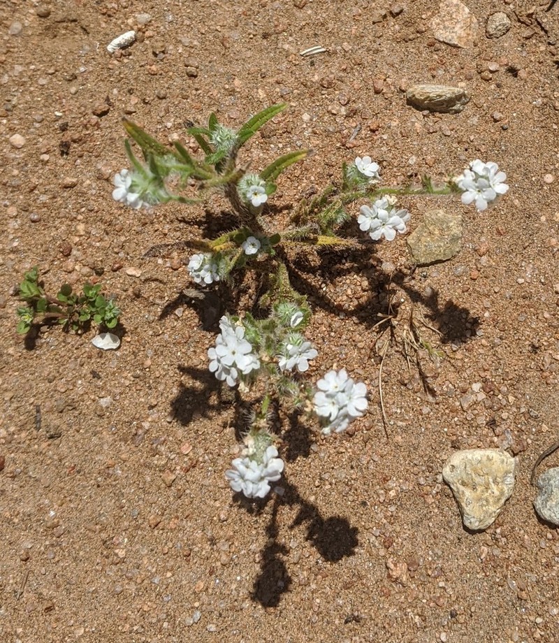 Clearwater Cryptantha photo 3