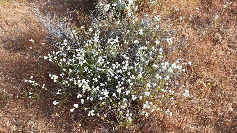 Clearwater Cryptantha photo 4