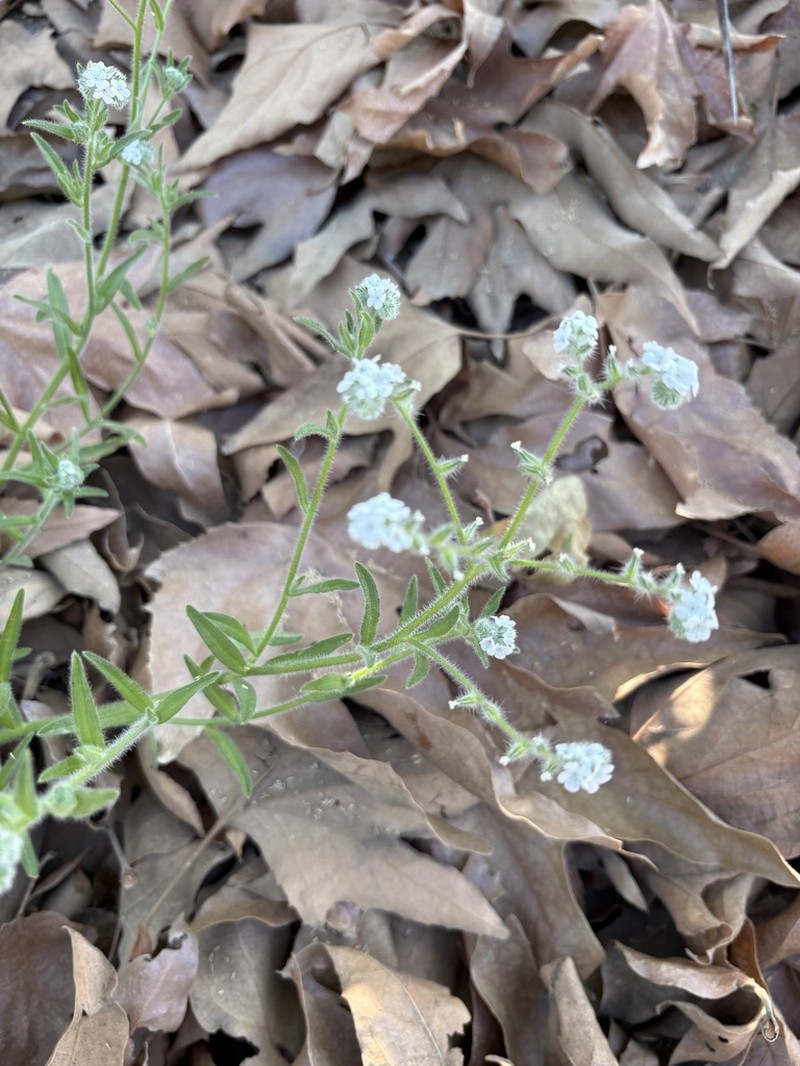 Clearwater Cryptantha photo 5