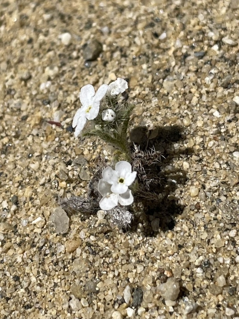 Clearwater Cryptantha photo 6