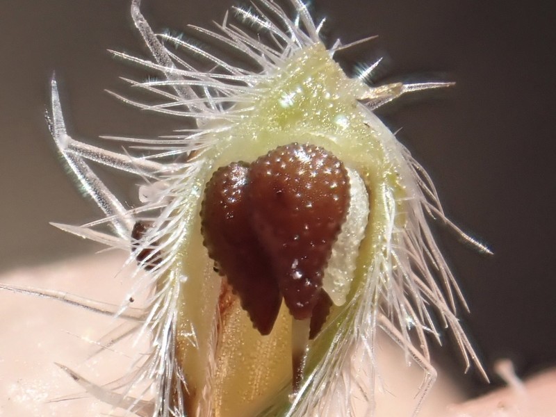 Clearwater Cryptantha photo 7