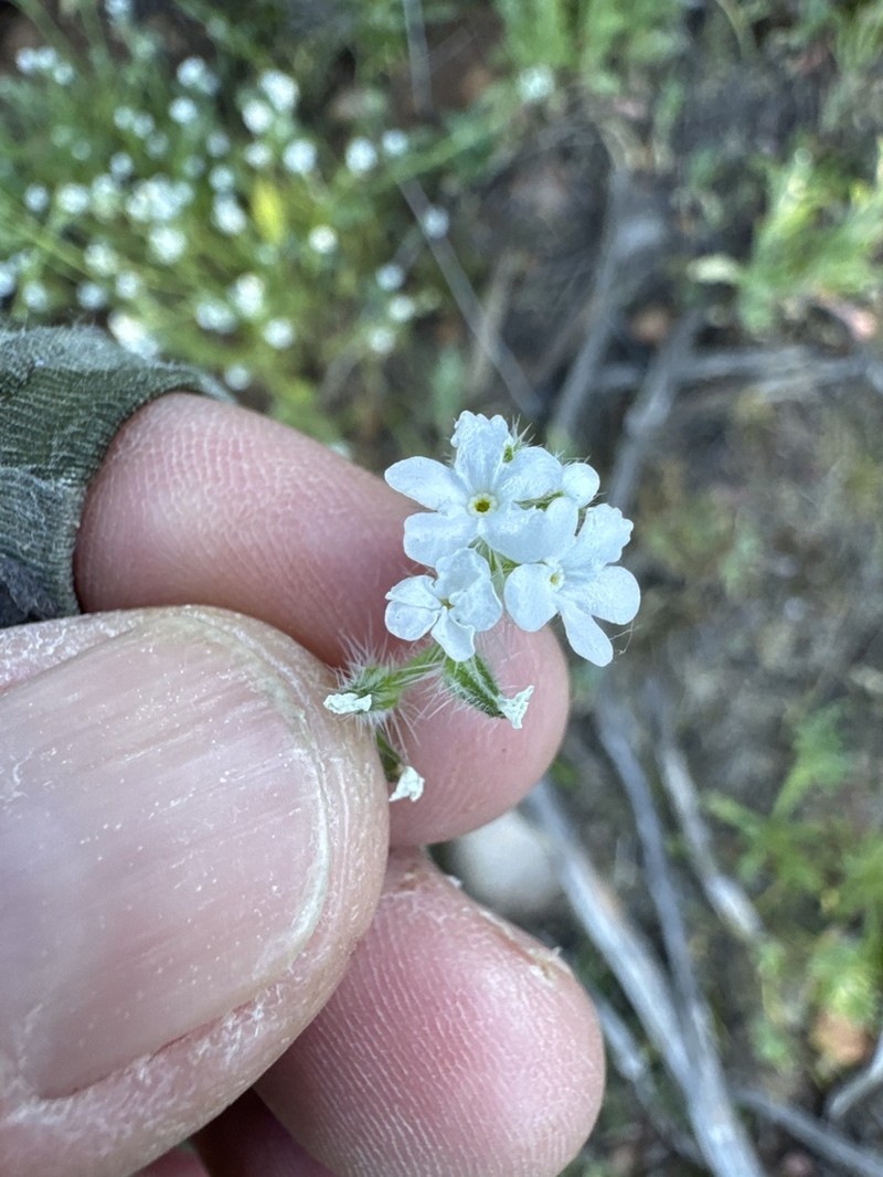 Clearwater Cryptantha photo 8