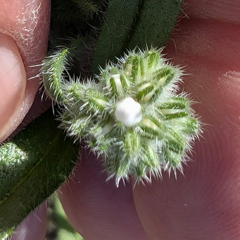 Cryptantha intermedia var. intermedia