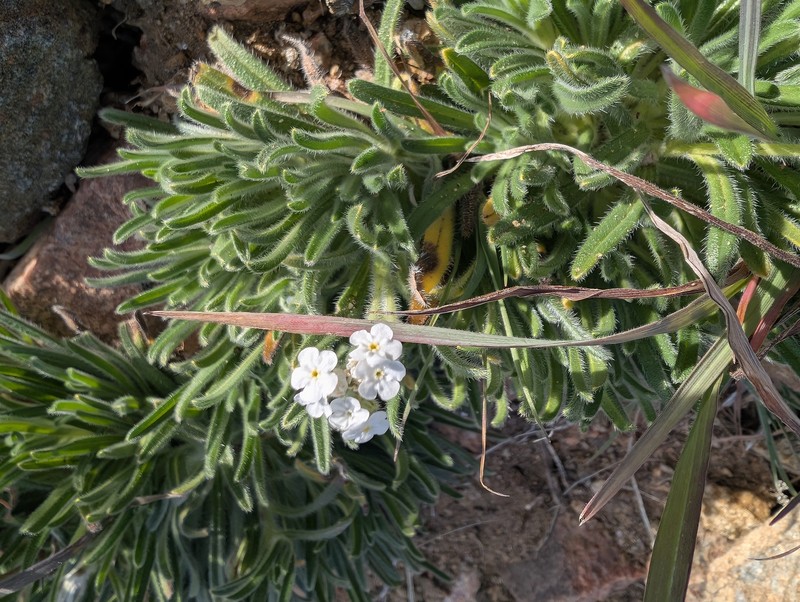Cryptantha intermedia var. intermedia photo 2
