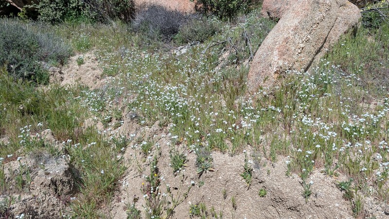 Cryptantha intermedia var. intermedia photo 3