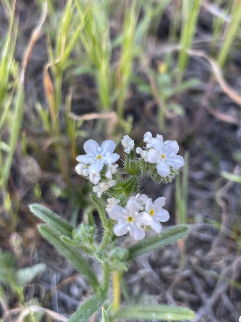 Cryptantha intermedia var. intermedia photo 4