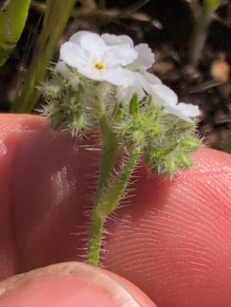 Cryptantha intermedia var. intermedia photo 6