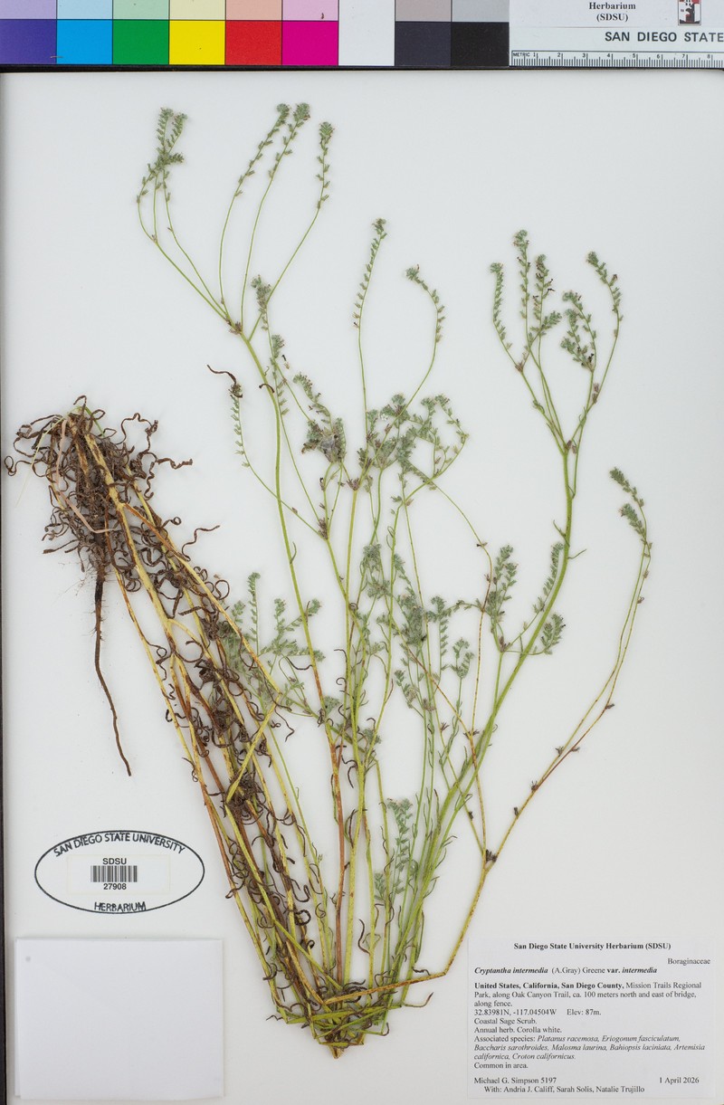 Cryptantha intermedia var. intermedia photo 7