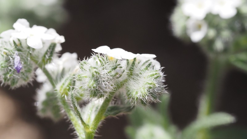 Cryptantha intermedia var. intermedia photo 8