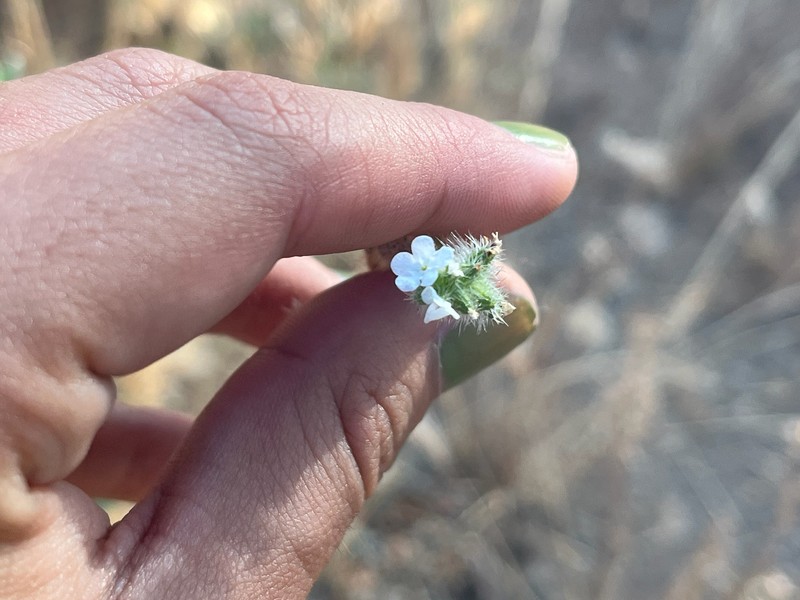 Cryptantha intermedia var. johnstonii