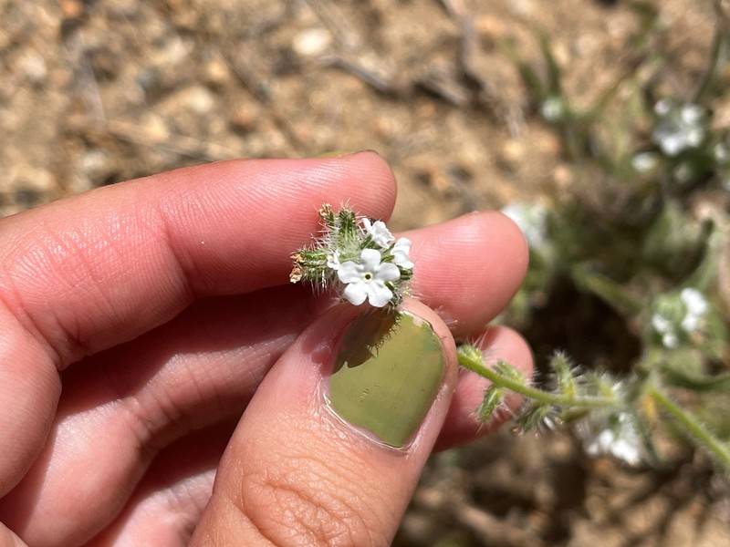 Cryptantha intermedia var. johnstonii photo 2