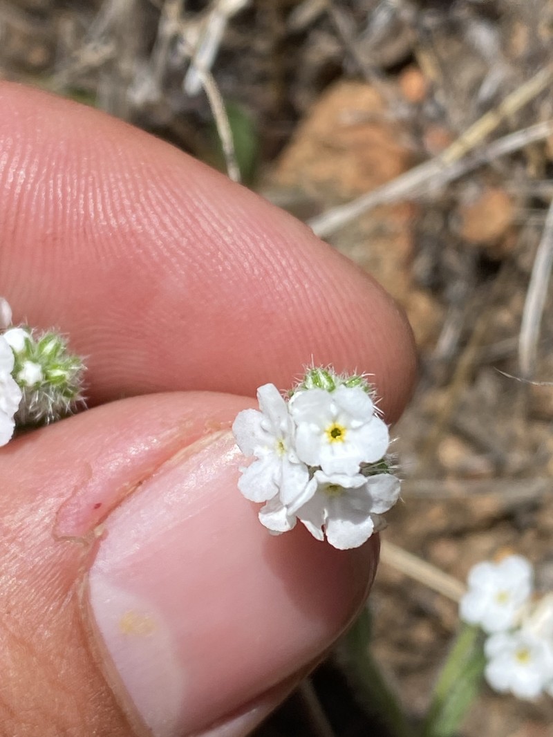 Cryptantha intermedia var. johnstonii photo 3
