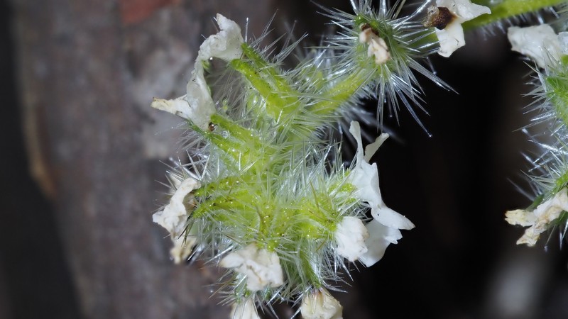 Cryptantha intermedia var. johnstonii photo 4