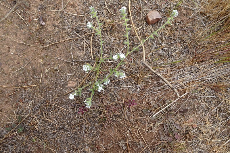 Cryptantha intermedia var. johnstonii photo 5