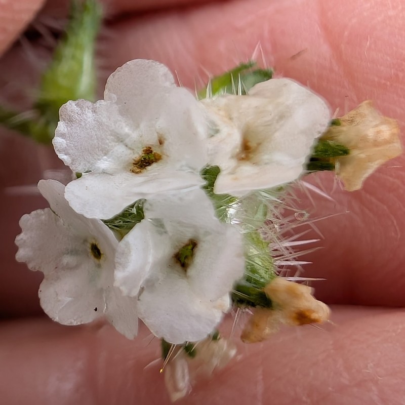 Cryptantha intermedia var. johnstonii photo 6
