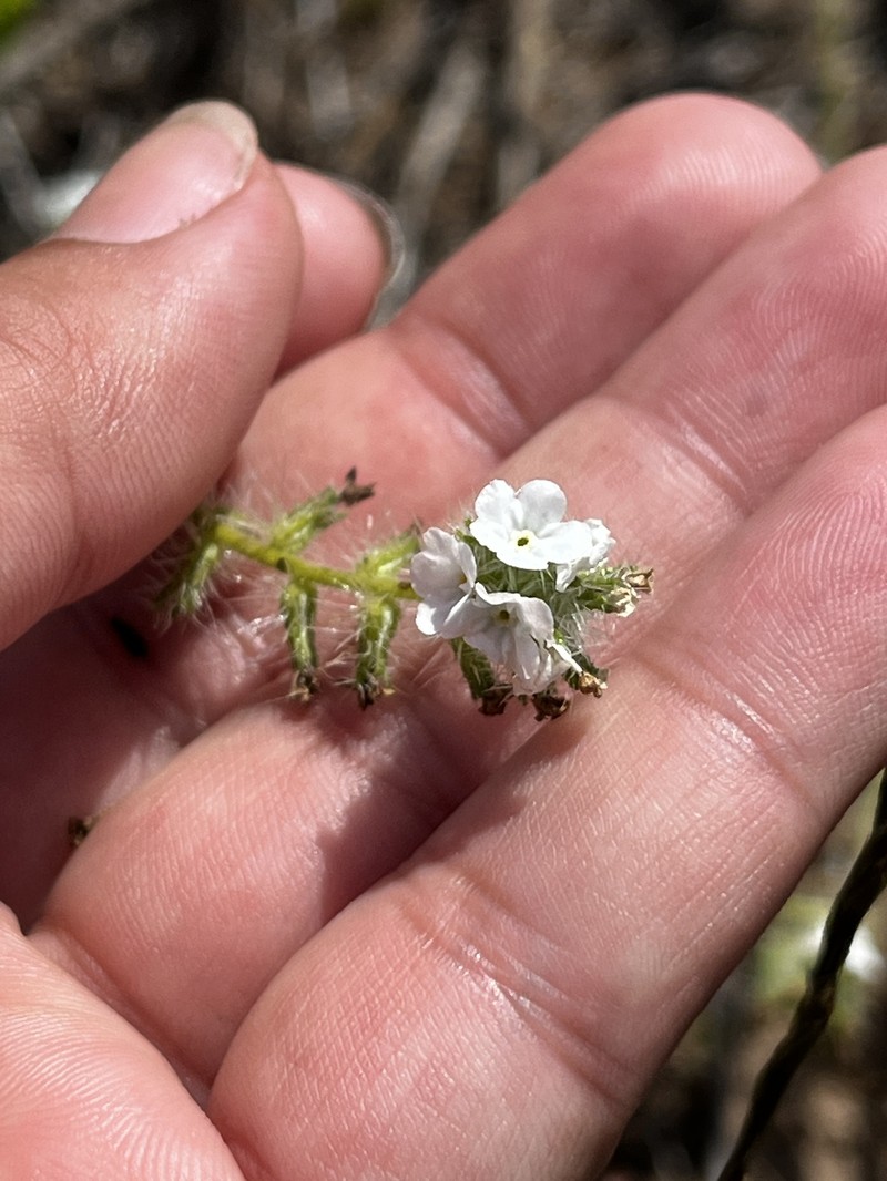 Cryptantha intermedia var. johnstonii photo 7