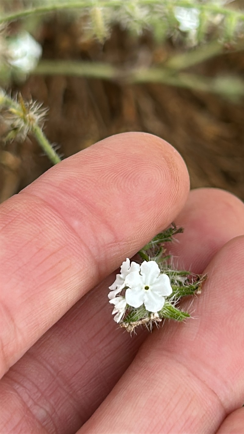 Cryptantha intermedia var. johnstonii photo 8