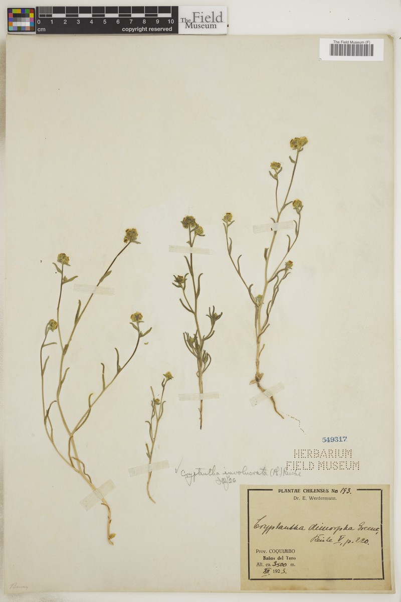 Cryptantha involucrata photo 2