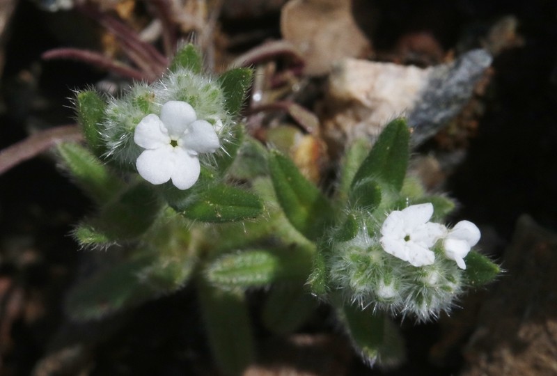 Cryptantha juniperensis photo 2