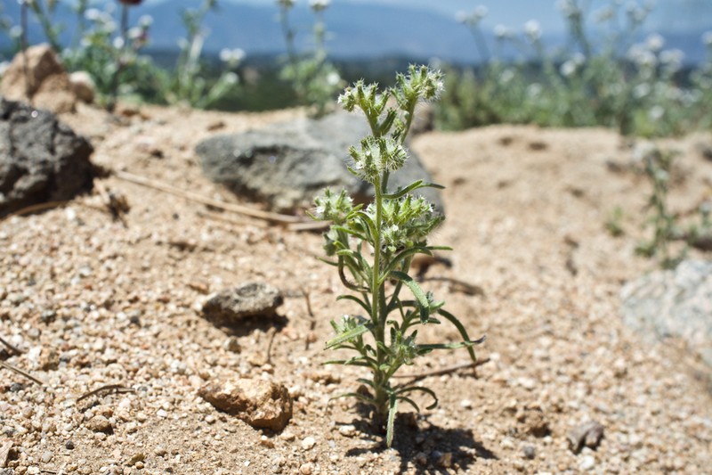 Cryptantha juniperensis photo 3