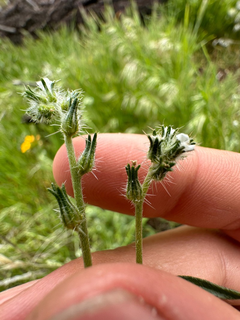 Cryptantha juniperensis photo 4