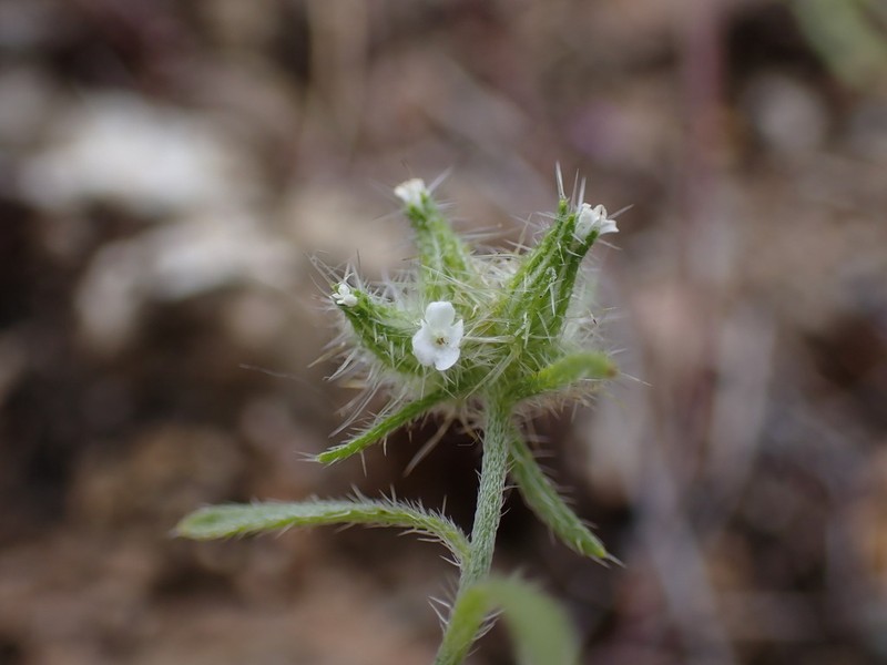 Cryptantha juniperensis photo 5