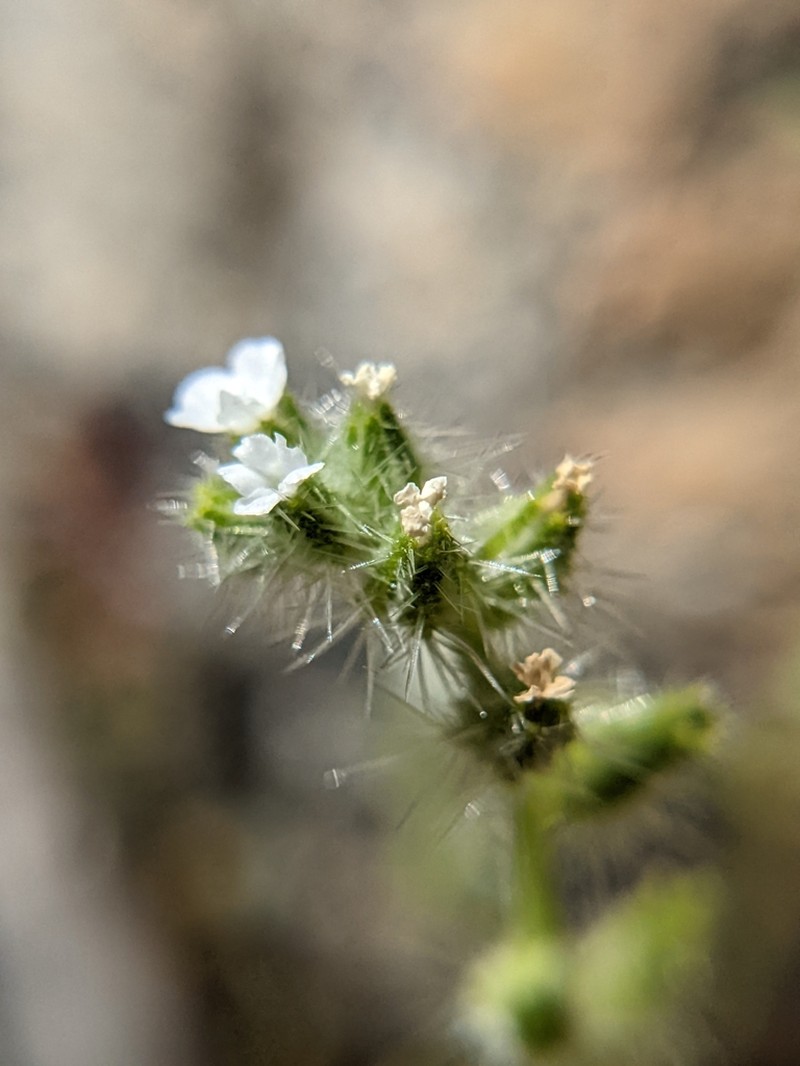 Cryptantha juniperensis photo 6