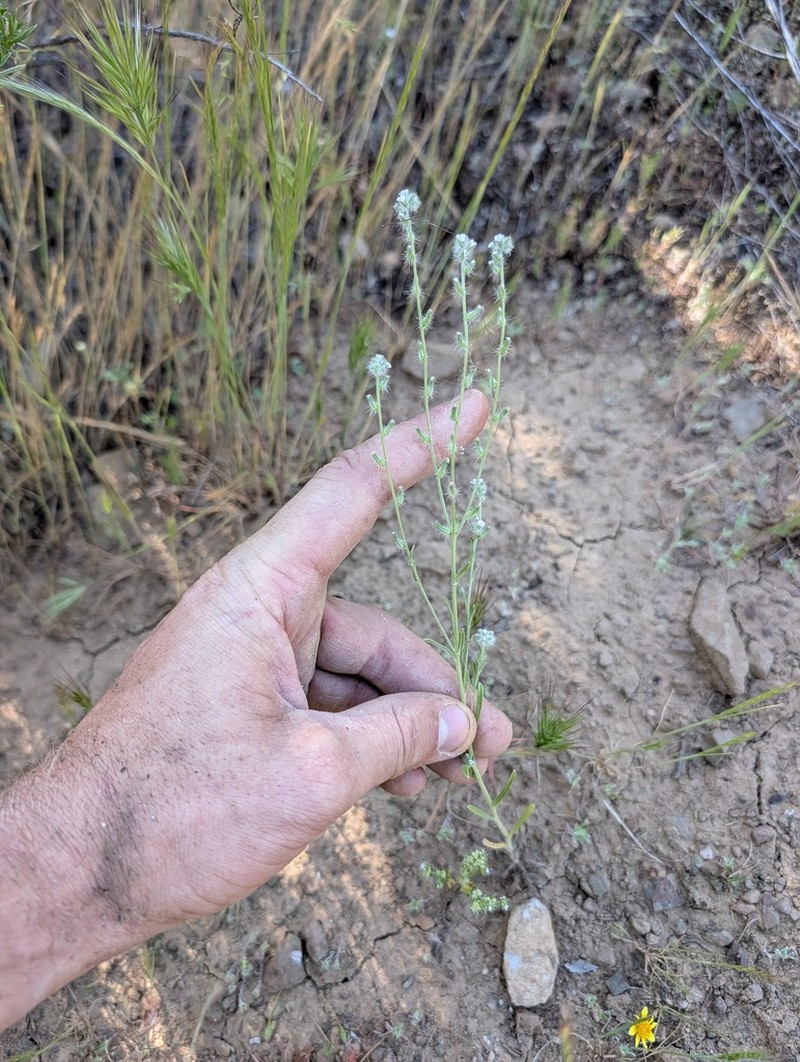 Cryptantha juniperensis photo 8