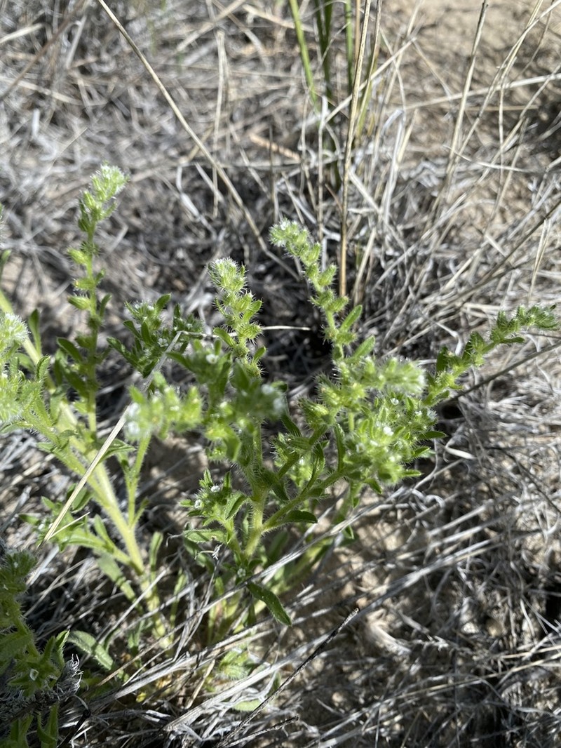 Kelsey's Cryptantha