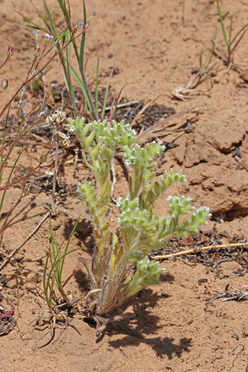 Kelsey's Cryptantha photo 2