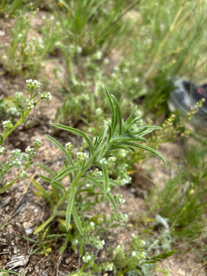 Kelsey's Cryptantha photo 3