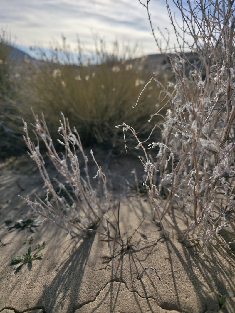 Kelsey's Cryptantha photo 4