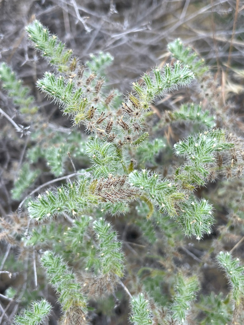 Kelsey's Cryptantha photo 5