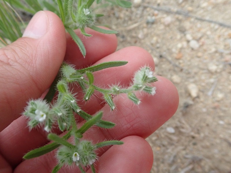 Kelsey's Cryptantha photo 6