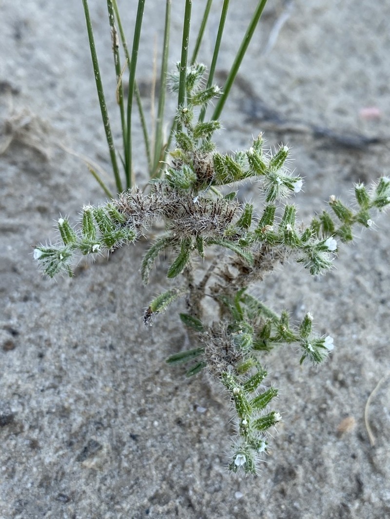 Kelsey's Cryptantha photo 7
