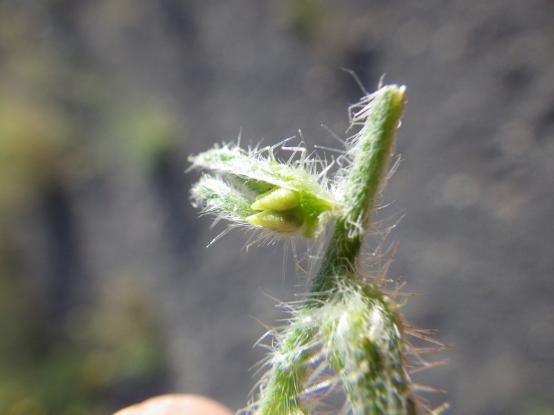 Kelsey's Cryptantha photo 8