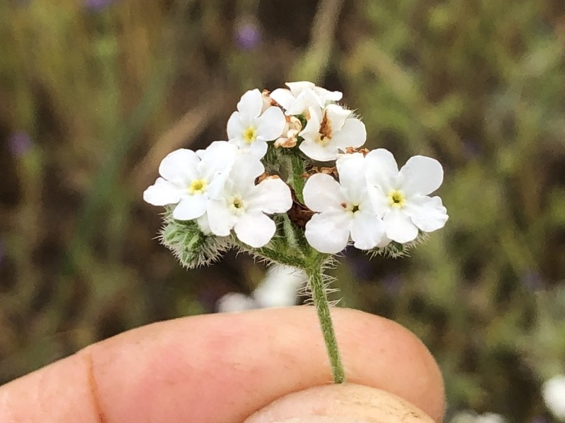 Cryptantha kinkiensis