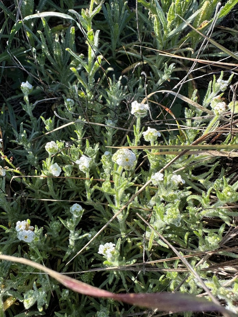 Cryptantha kinkiensis photo 2