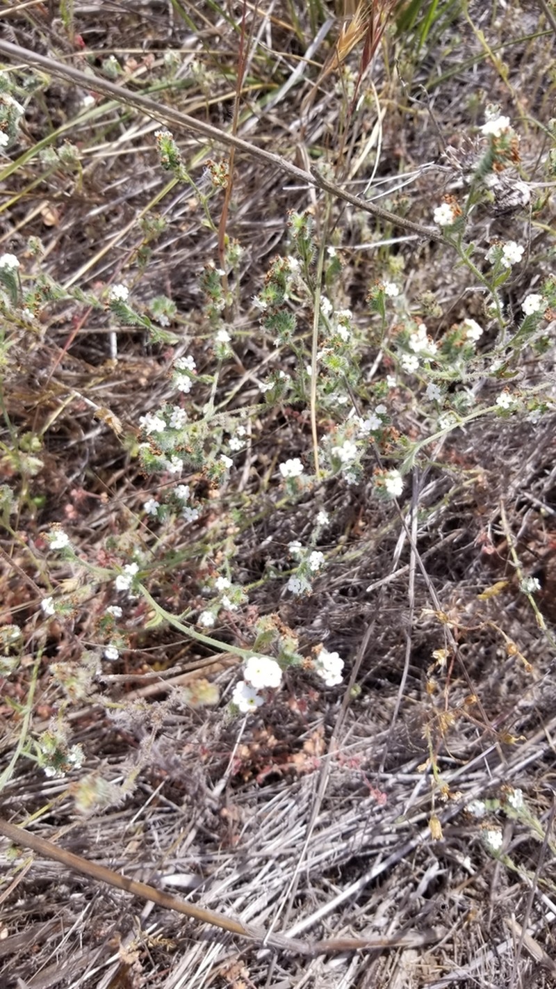 Cryptantha kinkiensis photo 3