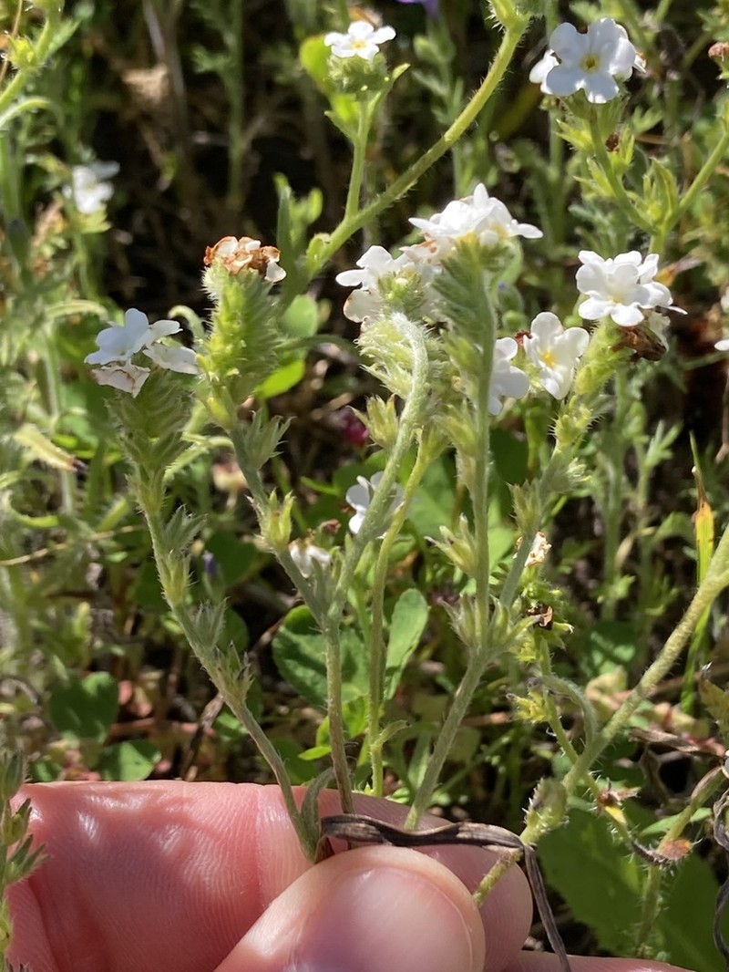 Cryptantha kinkiensis photo 4