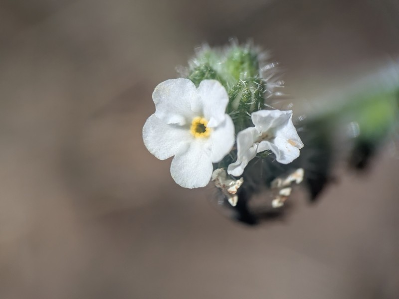 Cryptantha kinkiensis photo 5