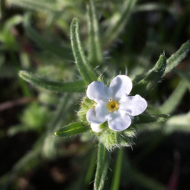 Cryptantha kinkiensis photo 6