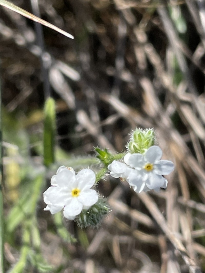 Cryptantha kinkiensis photo 7