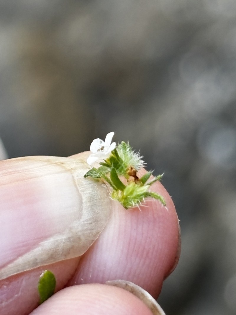 Cryptantha kinkiensis photo 8