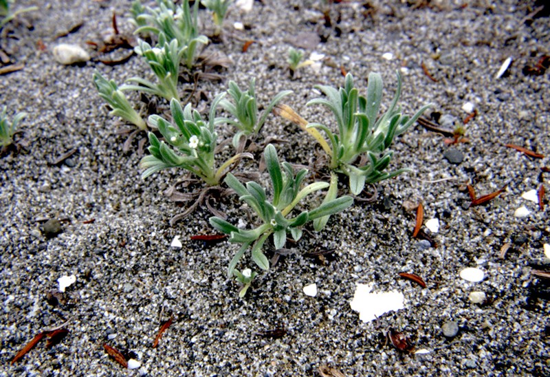 Coastal Cryptantha