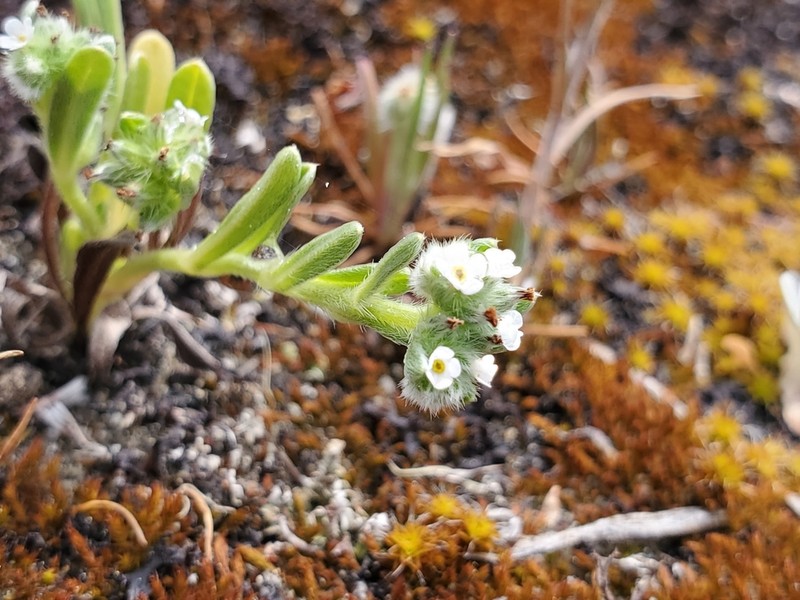 Coastal Cryptantha
