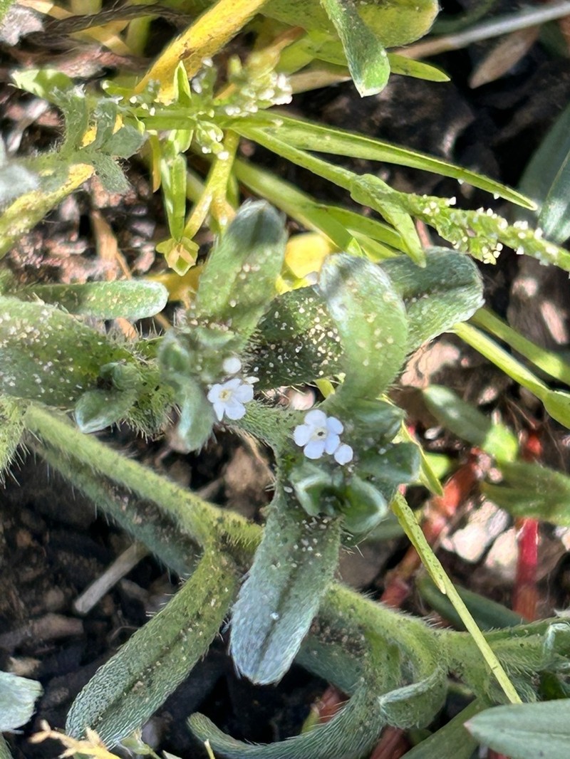 Coastal Cryptantha photo 2