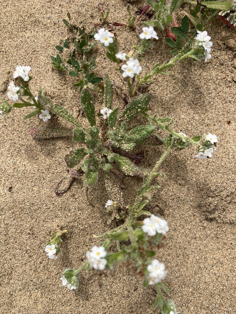 Coastal Cryptantha photo 3