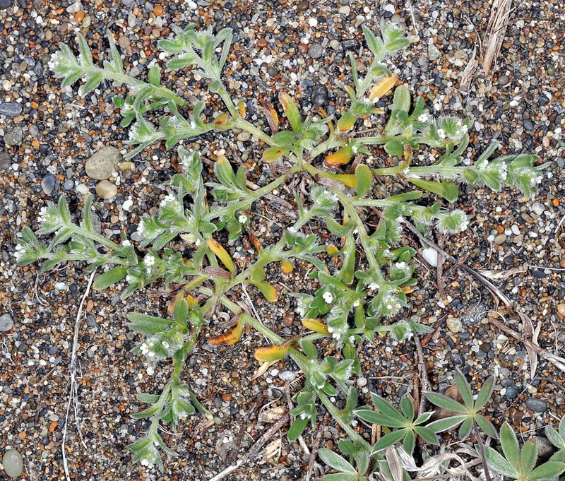 Coastal Cryptantha photo 4